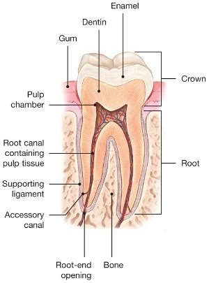 How Many Canals Does A Canine Tooth Have