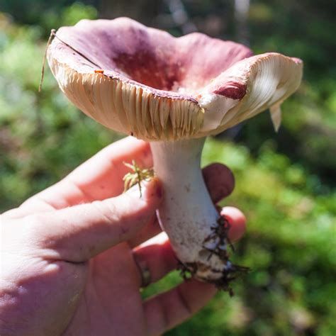 Health Benefits of Mushroom Foraging — Book Wild Food Foraging Classes Online | ForageSF