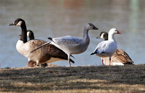 Pioneer Birding: MA - ROSS'S GOOSE in Gill