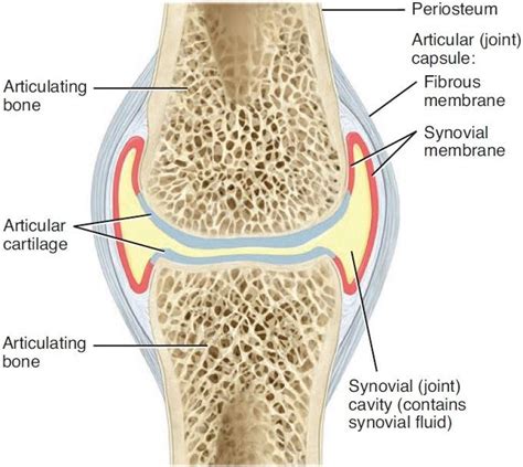 Integumentary, and musculoskeletal systems - Medical Physics 401 with Van-heerden at University ...