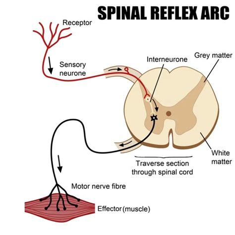 What is Bulbocavernosus Reflex And How It Is Performed?