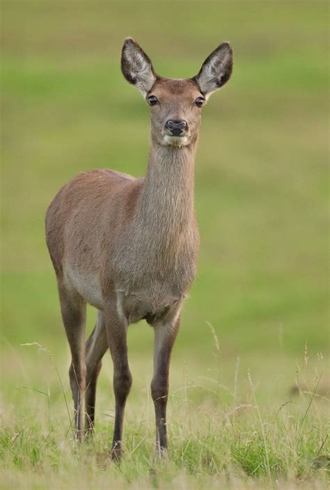 European red deer hind, or doe. Big beautiful girl. The red deer is the fourth-largest deer ...