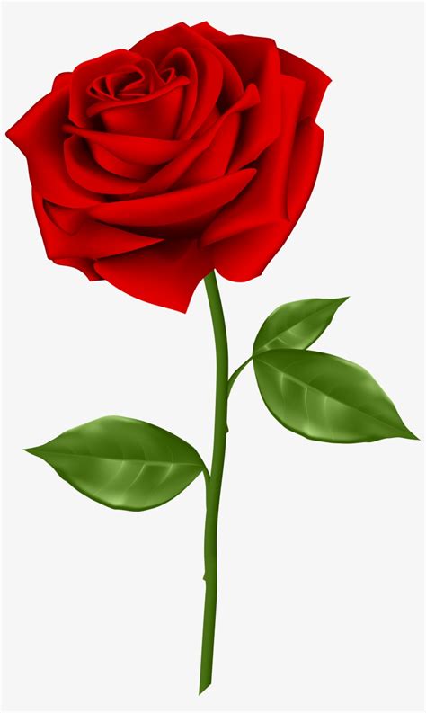 Red Rose Flowers Png Clipart | Best Flower Site