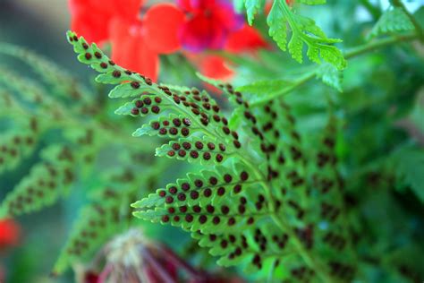 Fern Leaf With Spores Free Stock Photo - Public Domain Pictures