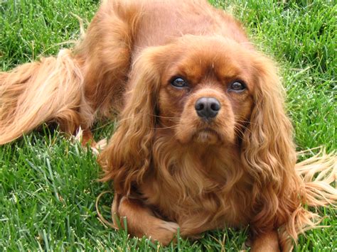 El Cavalier King Charles Spaniel – Molita & Co.