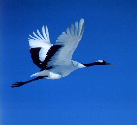 Red-crowned (or Japanese) Crane - FONT Japan Winter Birding Tour 2001