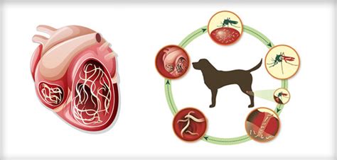 Should I Keep My Pet On Flea, Tick, And Heartworm Prevention Year-Round ...