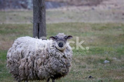 Wooly Sheep Stock Photo | Royalty-Free | FreeImages