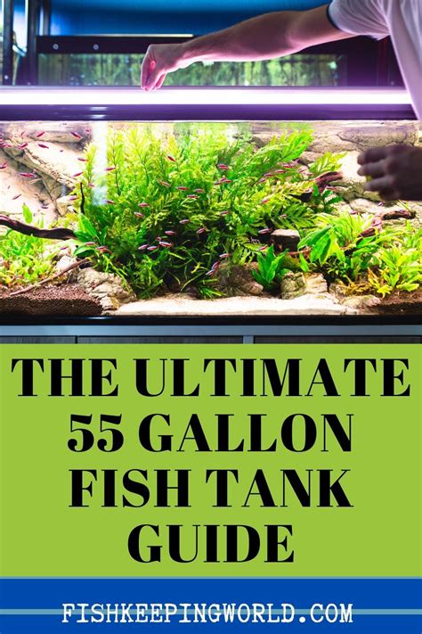 55 gallon fish tank guide best fish setup ideas equipment and more ...