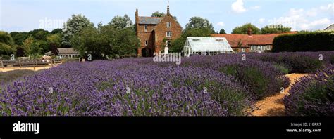 Fields of Lavender growing in the Norfolk Lavender centre, Heacham ...