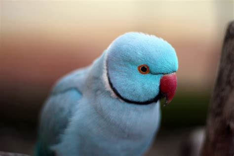 Indian Ringneck Parrot - Aviculture Hub