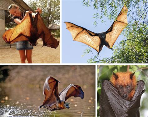 Giant Golden Crowned Flying Fox Bat is one of the world's largest bats ...