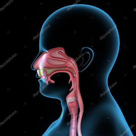 Mouth anatomy — Stock Photo © sciencepics #63100499