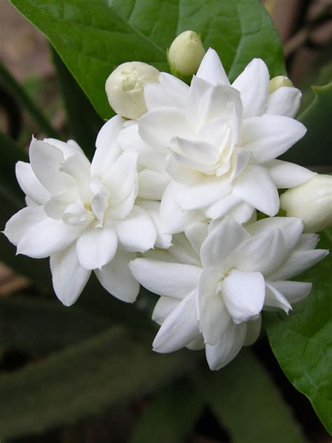 Maid of Orleans Sacred Jasmine Plant (jasminum sambac) – Urban Tropicals