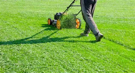 Lawn Care and Lawn Maintenance — What’s the Difference? Earth Development