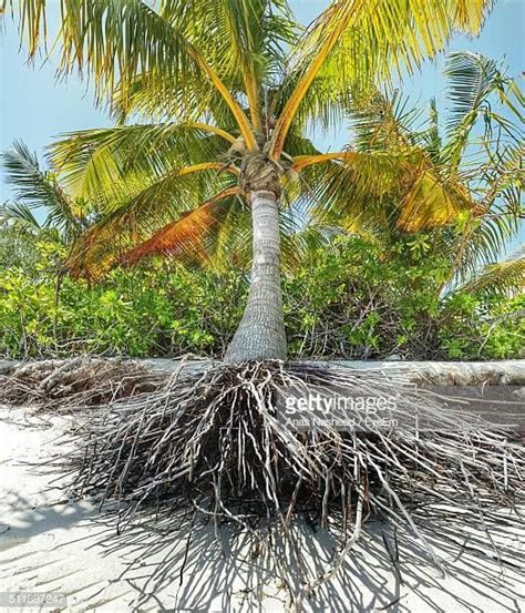 Palm Tree Roots Stock Pictures ... | Tree roots, Palm trees, Palmetto tree