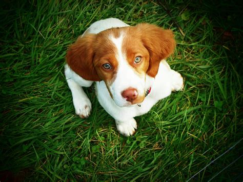 Brittany Spaniel Puppies