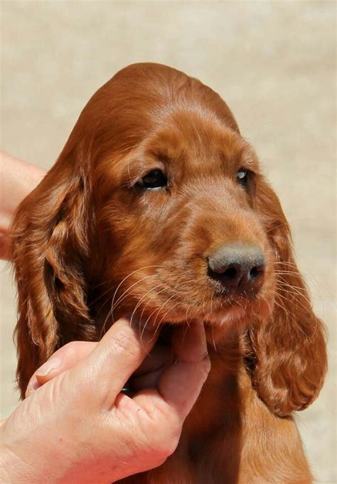 Irish Setter puppy | Dogs | Pinterest