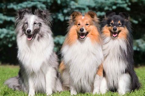 All about dog coat colors and markings | ElleVet Sciences