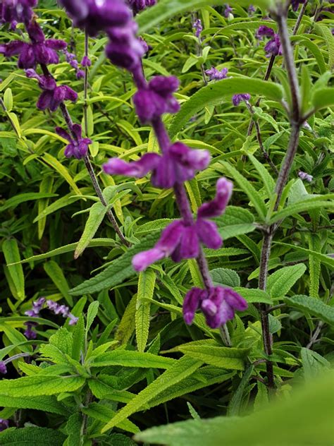 Salvia leucantha 'Purple Velvet' - Les arômes du grès