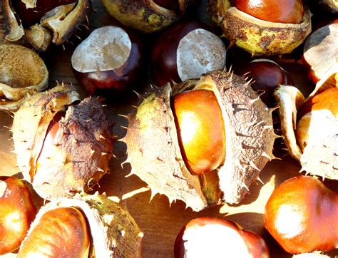 tolpuddle martyr: The horse-chestnut tree and its conkers.