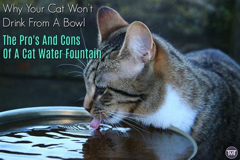 The Pro's And Cons Of A Cat Water Fountain - The Mummy Toolbox