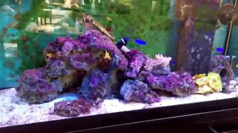 Reef aquarium - clownfish/ damselfish/yellow tang - YouTube