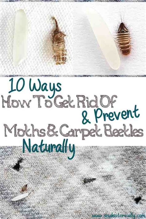 Carpet Beetle Damage To Clothes - Carpet Vidalondon