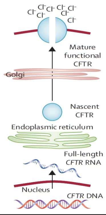 Construction of Vectors for Correction of the Intestinal CFTR Gene Expression in Cystic Fibrosis ...