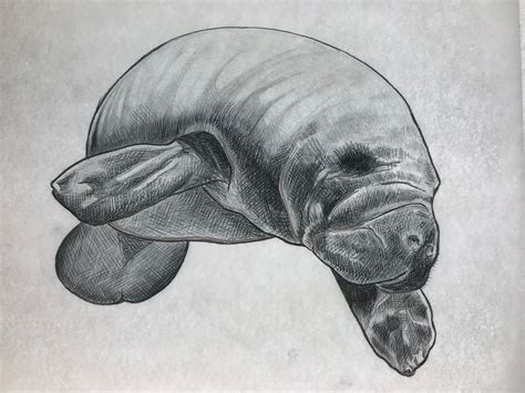 Manatee | Sketches, Manatee, Pencil sketch