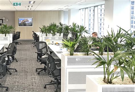 Plants for the Open Plan Office | The Plant Man