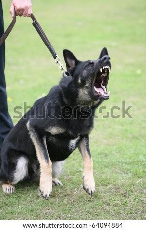 German Shepherd Dog Attack | [#] Lunawsome