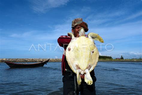 PENYU BELIMBING | ANTARA Foto