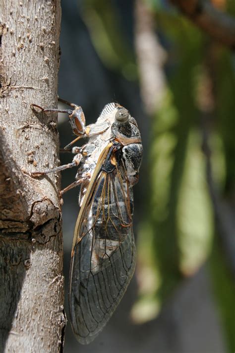 Cigarra Insecto - Foto gratis en Pixabay