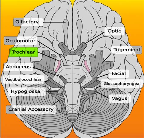 [Figure, Trochlear nerve] - StatPearls - NCBI Bookshelf