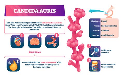 Candida Auris Could Be First Disease Due to Climate Change - Consumer ...