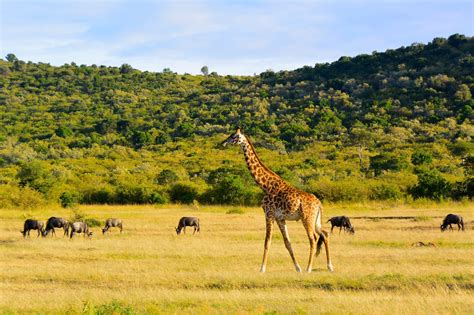 Kruger National Park Holidays | Breath-taking Kruger Holidays