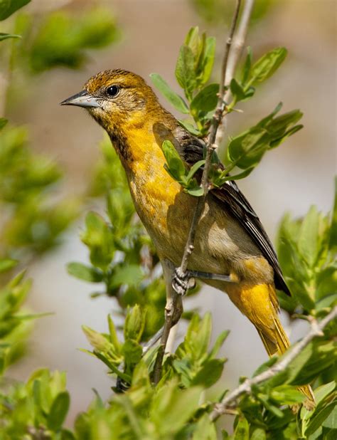 Orchard Oriole - Owen Deutsch Photography