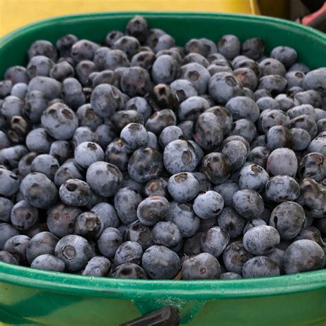 Fresh Blueberries – 500g – Orchard End Farm