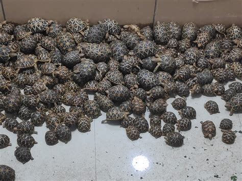 Andhra: One person nabbed with 500 Indian star tortoises