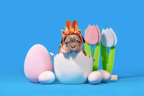 Easter puppy Stock Photos, Royalty Free Easter puppy Images | Depositphotos