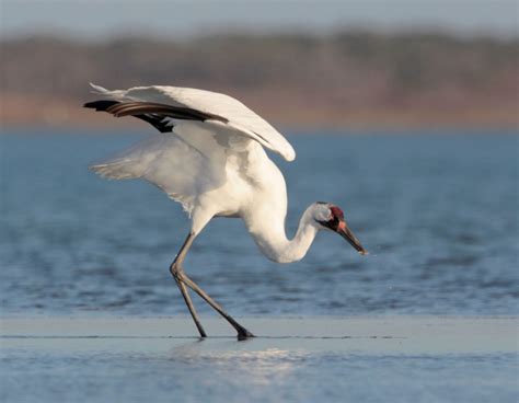 Whooping Cranes Wintering in Texas - Interpretive Insights