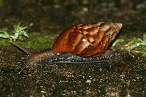 Achatina fulica (East African Land Snail) – introduced pes… | Flickr