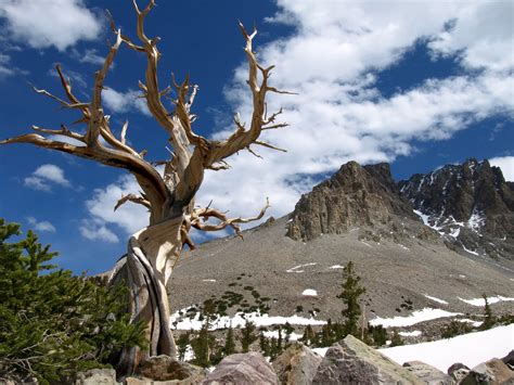 Great Basin National Park in Nevada is a Hidden Gem of The West ...