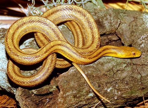 Yellow Rat Snake Photograph by Millard H. Sharp - Fine Art America