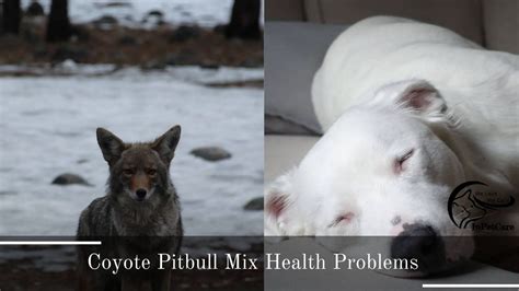 Coyote Pitbull Mix: A Complete Guide (With Pictures)