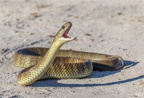 Boy Bitten by Tiger Snake Hospitalized for 3 Days, Given Antivenom ...