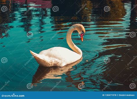 White swan lake stock photo. Image of summer, bird, landscape - 130471978