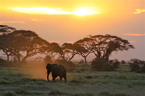 3 Day Amboseli Safari From Nairobi