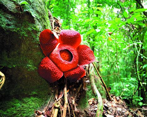 Rafflesia in Malaysia © Sarawak Tourism Bord | Strange flowers, Plants, Flowers